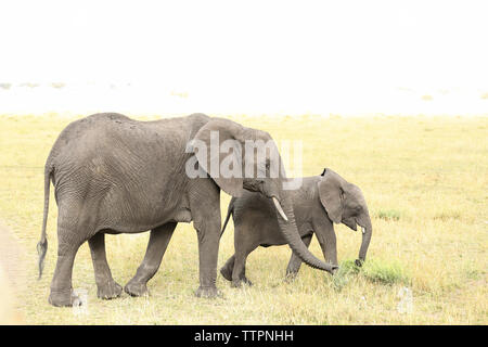 Seitenansicht der Elefant mit Kalb auf dem Feld an der Serengeti National Park gegen Sky Stockfoto