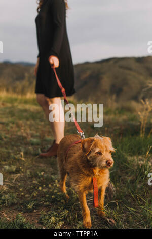 Untere Partie der junge Frau mit pet-Leine mit Hund auf dem Feld Stockfoto