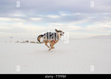 Die ganze Länge der Hund läuft gegen bewölkter Himmel im White Sands National Monument Stockfoto