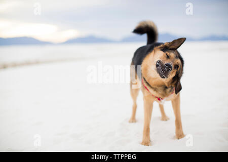 Volle Länge des Hund wackelt, während auf Wüste im White Sands National Monument steht Stockfoto