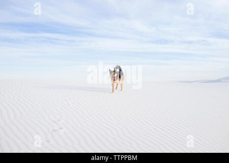 Hund Wandern auf Wüste gegen bewölkter Himmel im White Sands National Monument Stockfoto