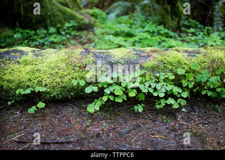 Hohe Betrachtungswinkel von Pflanzen und Moos wachsen auf Baumstamm in Redwood National- und Staatsparks Stockfoto