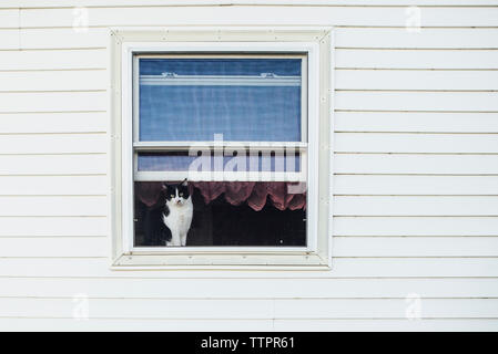 Portrait von Cat durch das Fenster gesehen Stockfoto