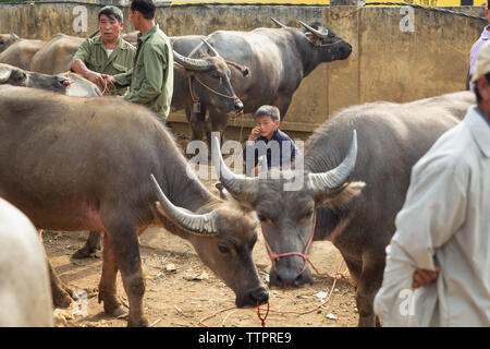 Vieh Handel, Bac Ha, Lao Cai Provinz, Vietnam, Asien, Stockfoto