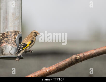 Carduelis caduelis, junger Goldfinch, thront in einem britischen Garten Stockfoto