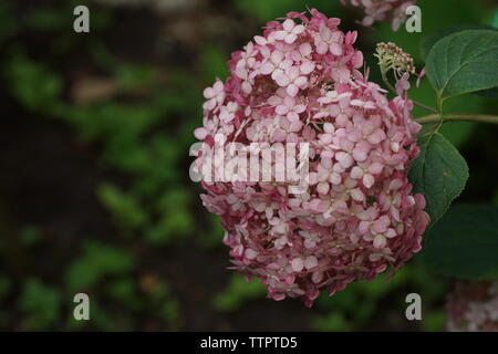 Hydrangea arborescens Annabelle Incrediball Erröten oder Sweet Pink corymb. Hydrangea arborescens, glatt, wild Hortensie Hortensie, oder sevenbark Stockfoto
