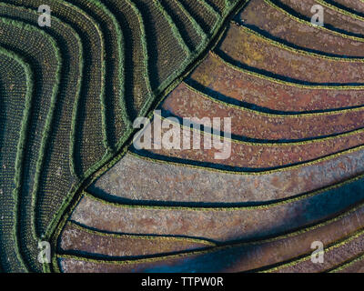 Luftaufnahme der Reisfelder Stockfoto