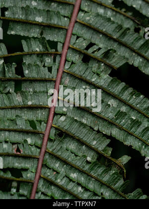 Farn details Stockfoto