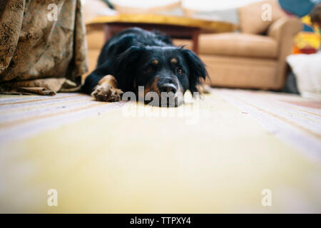 Süßer Hund legt auf dem Boden in ein gemütliches Zuhause Stockfoto