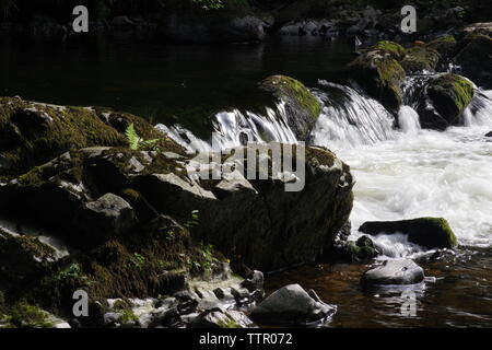 Stromschnellen entlang des Flusses Dart fließt durch Hembury Holz auf einem späten Sommer am Nachmittag. Buckfastleigh, Dartmoor, Devon, Großbritannien. Stockfoto