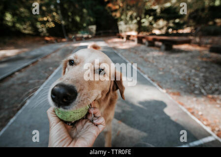 7/8 Hand der Frau mit Kugel durch Golden Retriever im Mund durchgeführt im Park Stockfoto