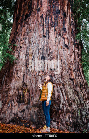 Frau suchen Bei giant Redwood Tree Stockfoto