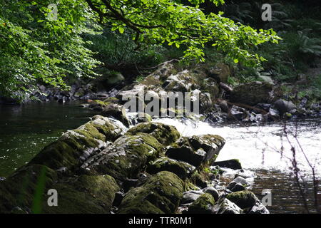 Stromschnellen entlang des Flusses Dart fließt durch Hembury Holz auf einem späten Sommer am Nachmittag. Buckfastleigh, Dartmoor, Devon, Großbritannien. Stockfoto