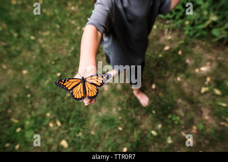 Overhead shot von Schmetterling auf Boy's Hand mit Flügeln öffnen Stockfoto