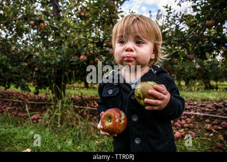 Kleinkind in Orchard Holding ein Apple in jeder Hand mit Stichen von beiden Stockfoto