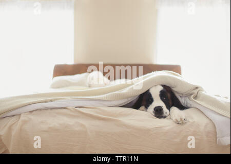 Bernhardiner liegend auf Bett zu Hause Stockfoto