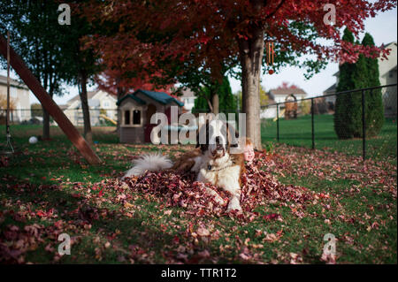 Großer Hund legt in Leaf Haufen mit kleinen Jungen im Hinterhof Stockfoto