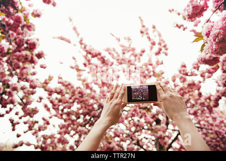 Low Angle View von Frau fotografieren blühende Zweige durch Smart Phone Stockfoto