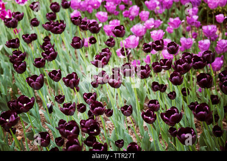 Hohe Betrachtungswinkel von lila Tulpen blühen auf dem Feld Stockfoto