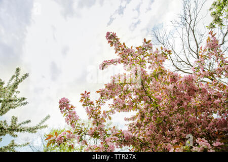 Low Angle View blühende Zweige gegen bewölkter Himmel Stockfoto