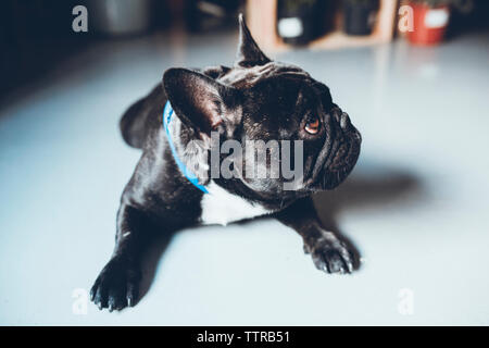 Nahaufnahme der Französische Bulldogge weg schauen, während zu Hause sitzen Stockfoto