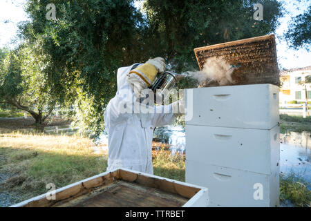 Imker mit Biene Raucher zum Rauchen auf Rahmen im Bienenstock Stockfoto