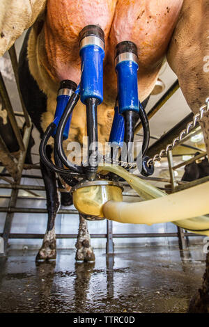 Low Angle View der Melkmaschine der kuh euter in Dairy Farm angeschlossen Stockfoto