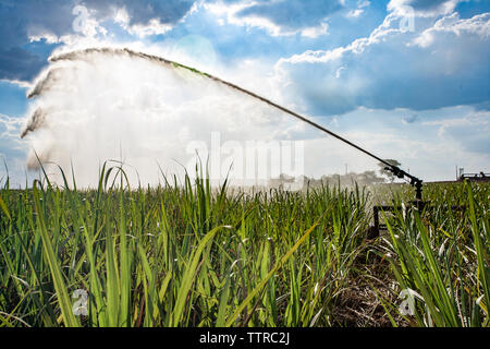 Sprinkler Sprühwasser auf Zuckerrohr Ernten gegen bewölkter Himmel am Bauernhof Stockfoto
