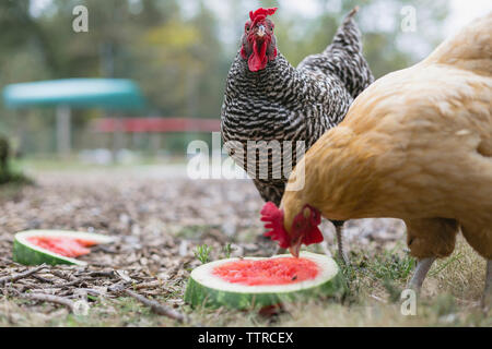 Hühner füttern auf Wassermelone während auf Wiese Stockfoto