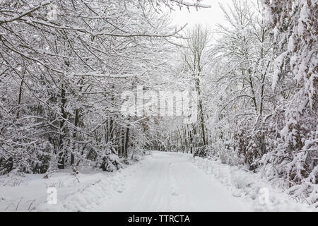 Malerischer Blick auf schneebedeckte Bäume im Wald Stockfoto