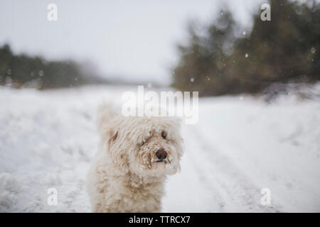 Weiß behaarten Hund stehend auf schneebedeckten Feld bei Schneefall Stockfoto