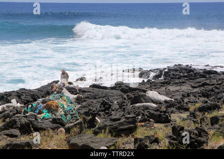 Kunststoff gewaschen an Land an Papakolea, Kau, Hawaii Insel Stockfoto