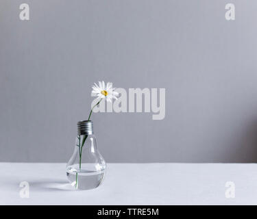 White Daisy in Lampe am Tisch gegen die Wand Stockfoto