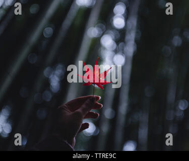 7/8 Bild der Frau Hand, die Maple Leaf Stockfoto