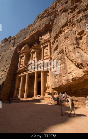 Kamel durch Khaznet in Petra Stockfoto