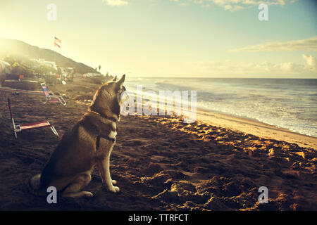 Seitenansicht von Husky sitzen am Strand Stockfoto