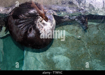 Sea Otter Stockfoto