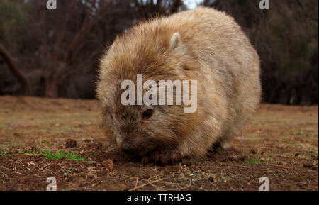 Eine gemeinsame Wombat, Vombatus Ursinus, suchen nach Nahrung in Tasmanien, Australien Stockfoto