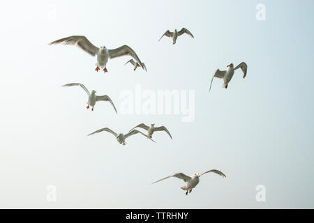 Low Angle View von Möwen gegen den klaren Himmel fliegen Stockfoto