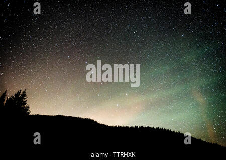 Low Angle View von Silhouette Bäume gegen Sternenhimmel bei Nacht Stockfoto