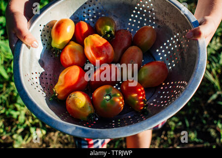 Zugeschnittenes Bild der Mädchen, dass Tomaten in Sieb beim Stehen im Gemüsegarten Stockfoto