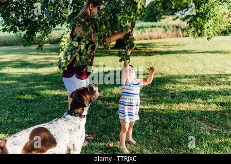 Die Mutter der Tochter in der Kommissionierung Äpfel vom Baum beim Stehen auf Wiese Stockfoto