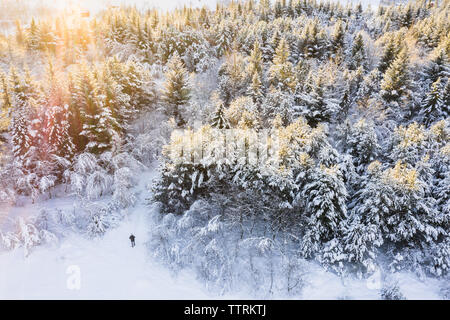Drone Ansicht der männlichen auf Fußweg zwischen Nadelbäumen im Schnee in sonniger Tag im Winter Stockfoto