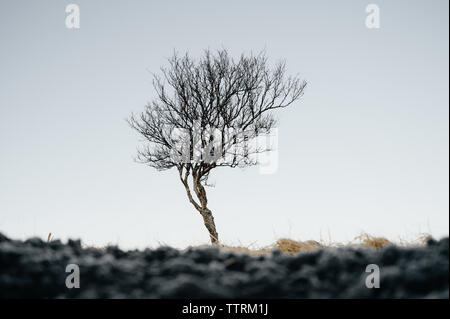 Schwarze und weiße einsamen Wald ohne Blätter wachsen auf Land und Clean Sky Stockfoto