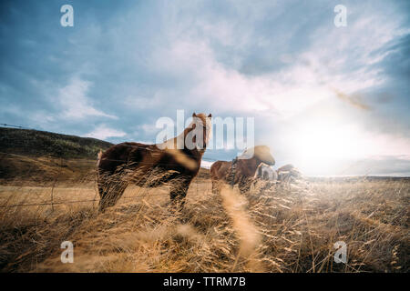 Isländische Pferde in der wunderschönen Landschaft posieren. Stockfoto