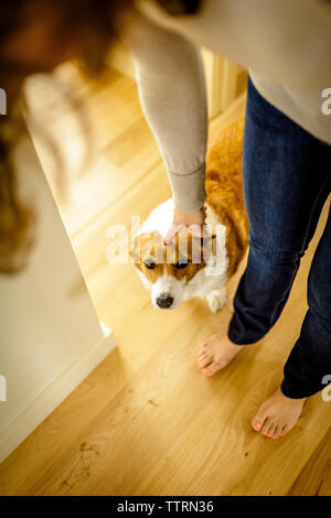 Hohe Betrachtungswinkel von Frau Hund streicheln während zu Hause stehend Stockfoto