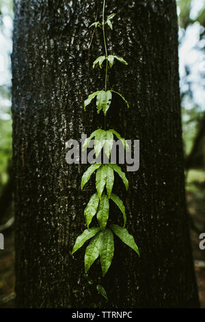 Nasse Kriechgang Pflanze wächst am Baum im Wald Stockfoto