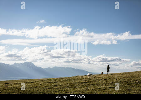 Männliche Wanderer mit Hunden stehen auf Berg gegen Himmel während der sonnigen Tag Stockfoto