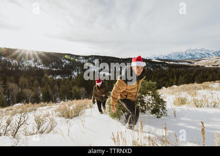 Paar zieht Weihnachtsbaum, auf einem Hügel in den Tetons Stockfoto