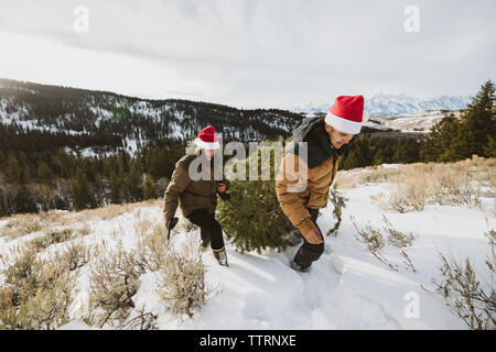 Paar Schnitte und zieht sehr Baum in den Bergen von Wyoming Stockfoto